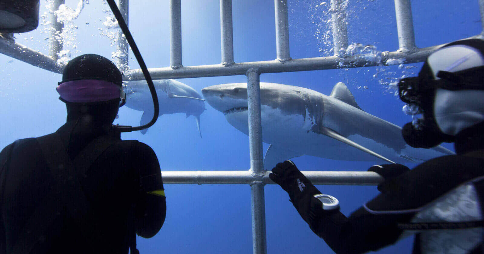 Overview of Shark cage diving
