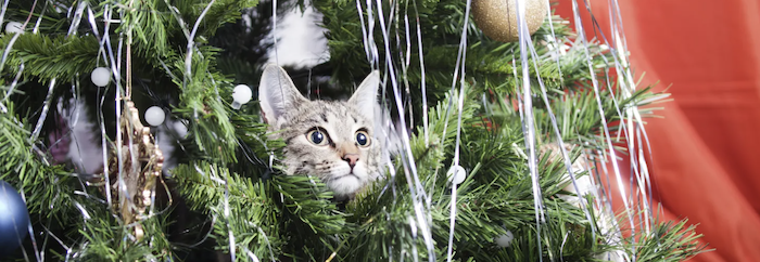 O-MAZING Christmas kids 