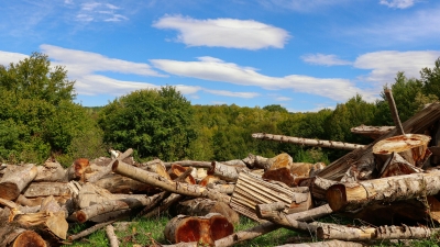 Can we stop deforestation? Unveiling the power of sustainability certifications