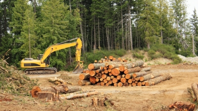 Exploring deforestation and changes in global forest area