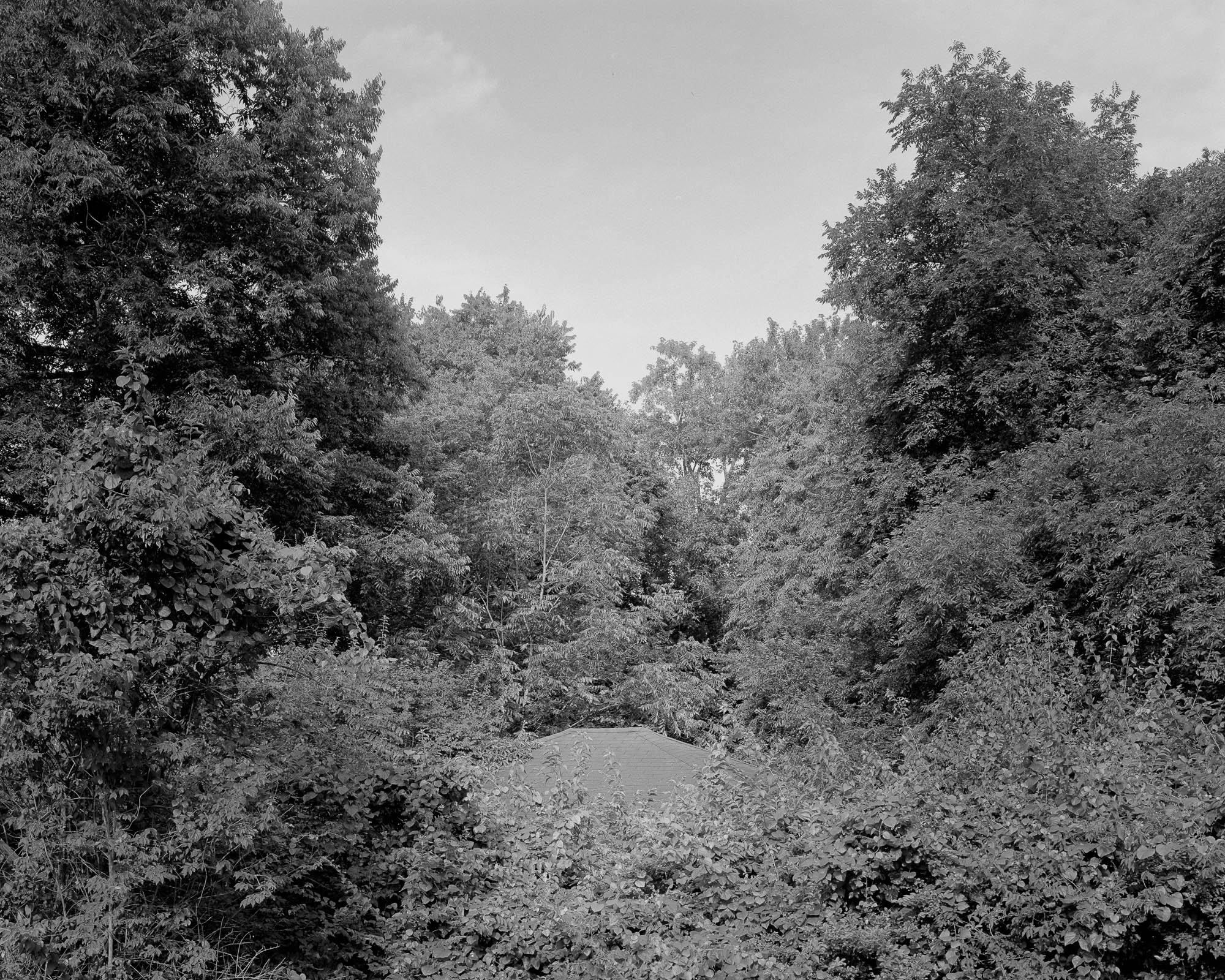 roof peeking out of trees