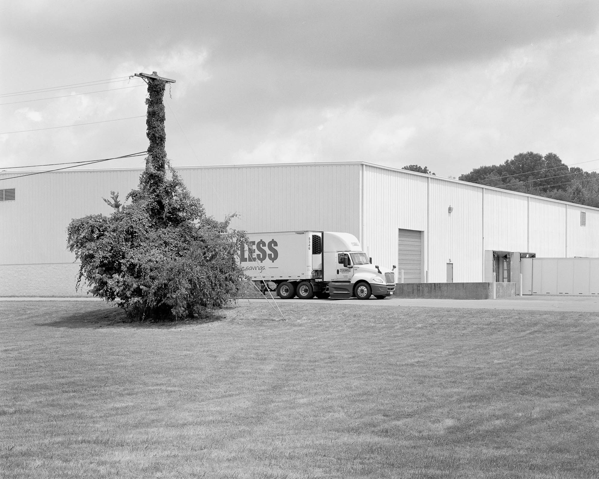 truck behind overgrown telephone pole