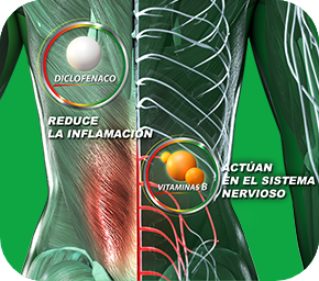 Infografía de sistema nervioso y sistema muscular
