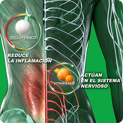 Infografía de sistema nervioso y sistema muscular