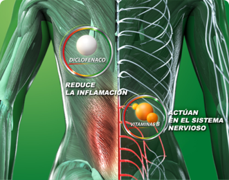 Gráfico del cuerpo humano enfocado en sistema muscular y nervioso