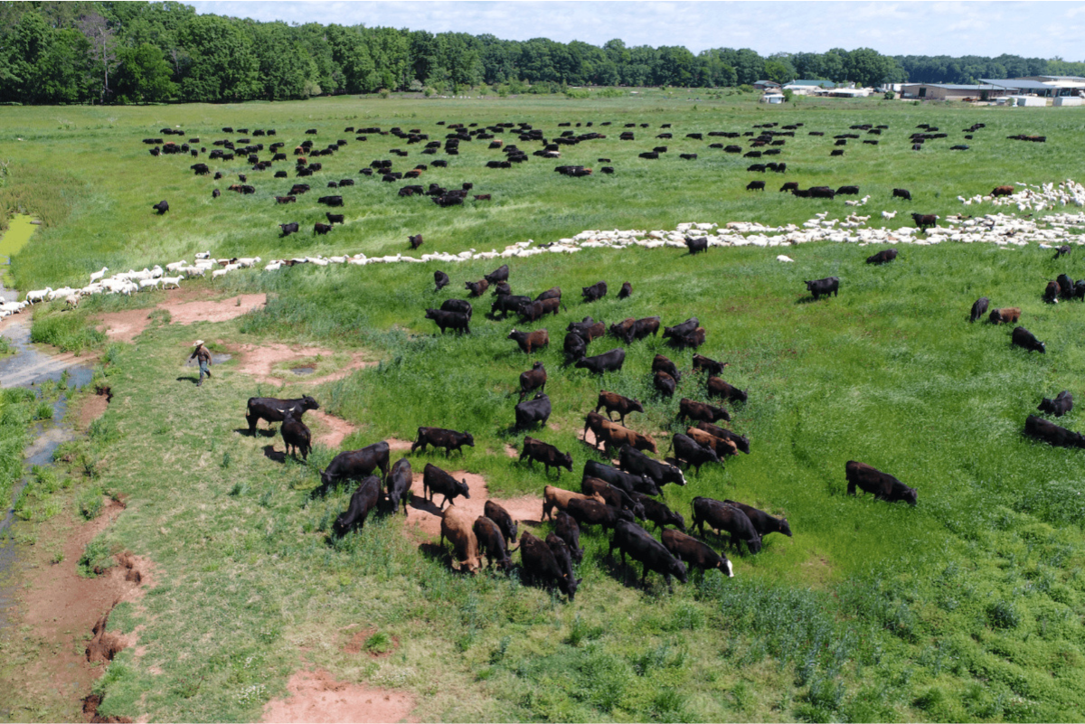 white oak pastures