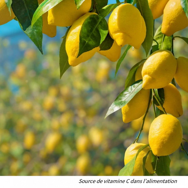 Lemons: source of vitamin C in the diet