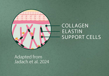 Collagen and elastin and support cells