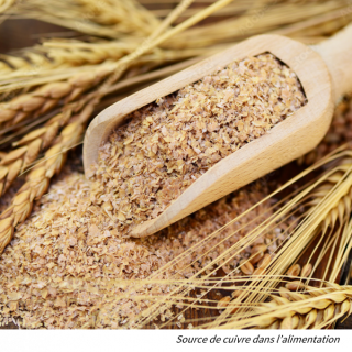 seeds source of copper in the diet