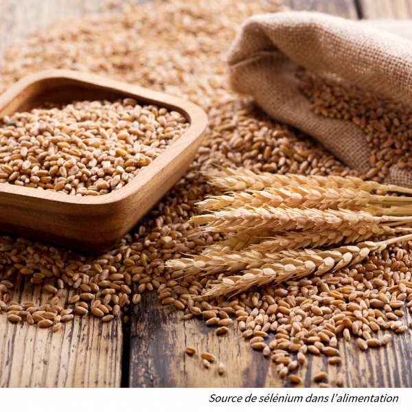 Wheat, a source of selenium in the diet