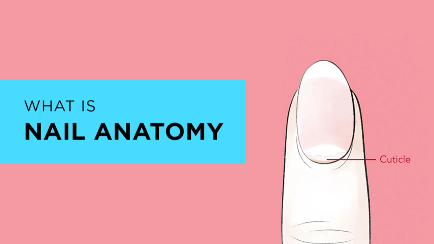 NailAnatomy WhatIs-1732x974