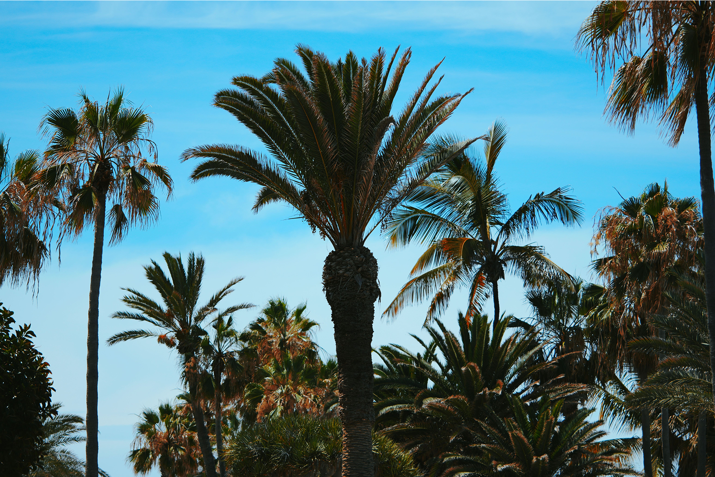 Malaga Cove Collective