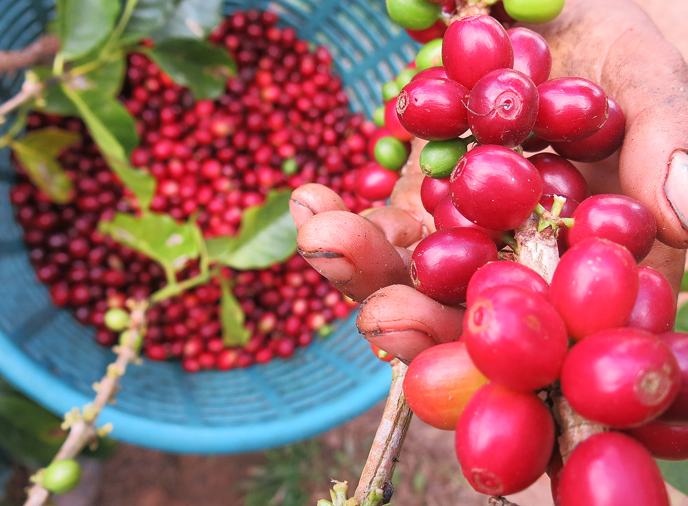 Coffee cherries