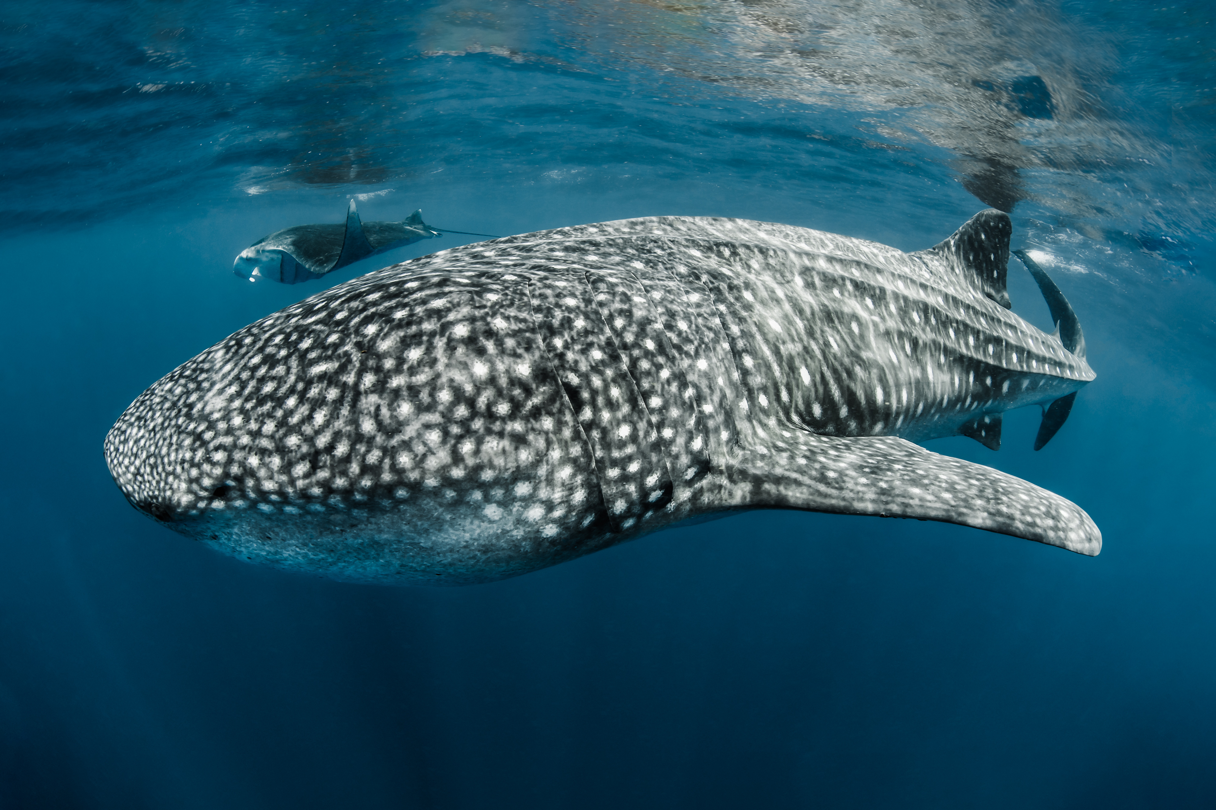 SHARKS&WHALES REAPED BY MAN 北欧メロハー,AOR SHARKS&WHALES REAPED BY MAN 北欧メロハー,AOR ShawnHeinrichs