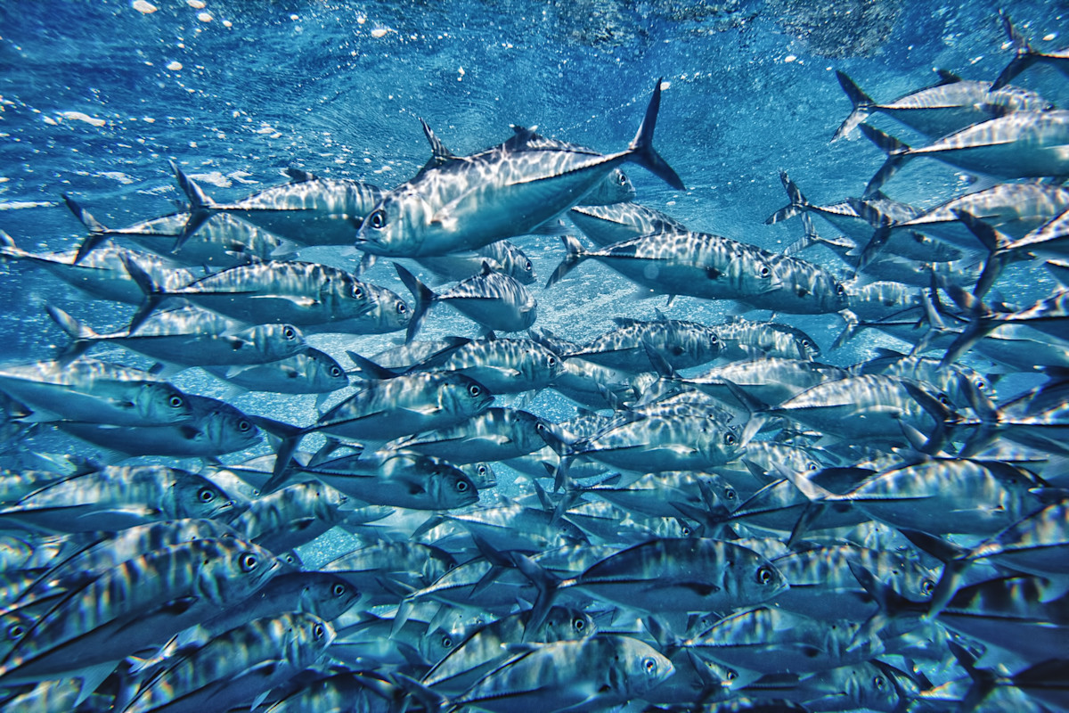 New research suggests significant impacts of deep-sea mining on Pacific ...