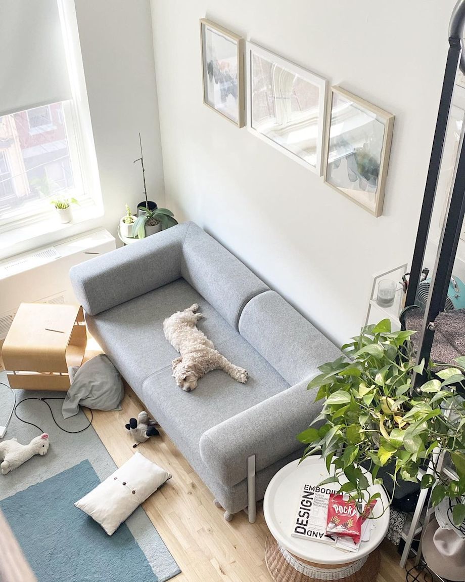 hazelthepup.nyc