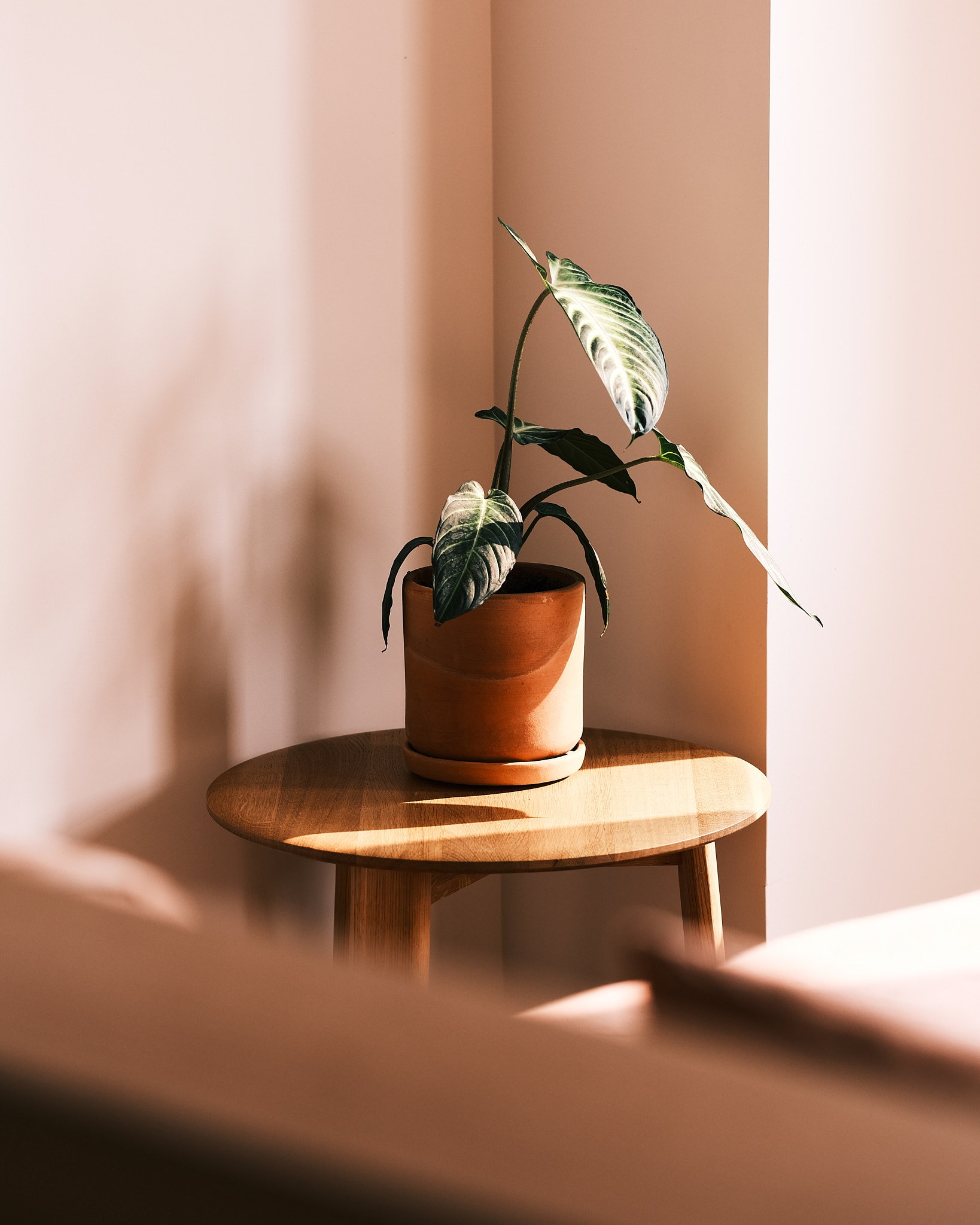 [Alle Coffee Table Small, Walnut](/furniture/tables-and-side-tables/alle-coffee/12876)