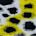 White / Yellow / Black