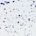 White / Blue Splatter