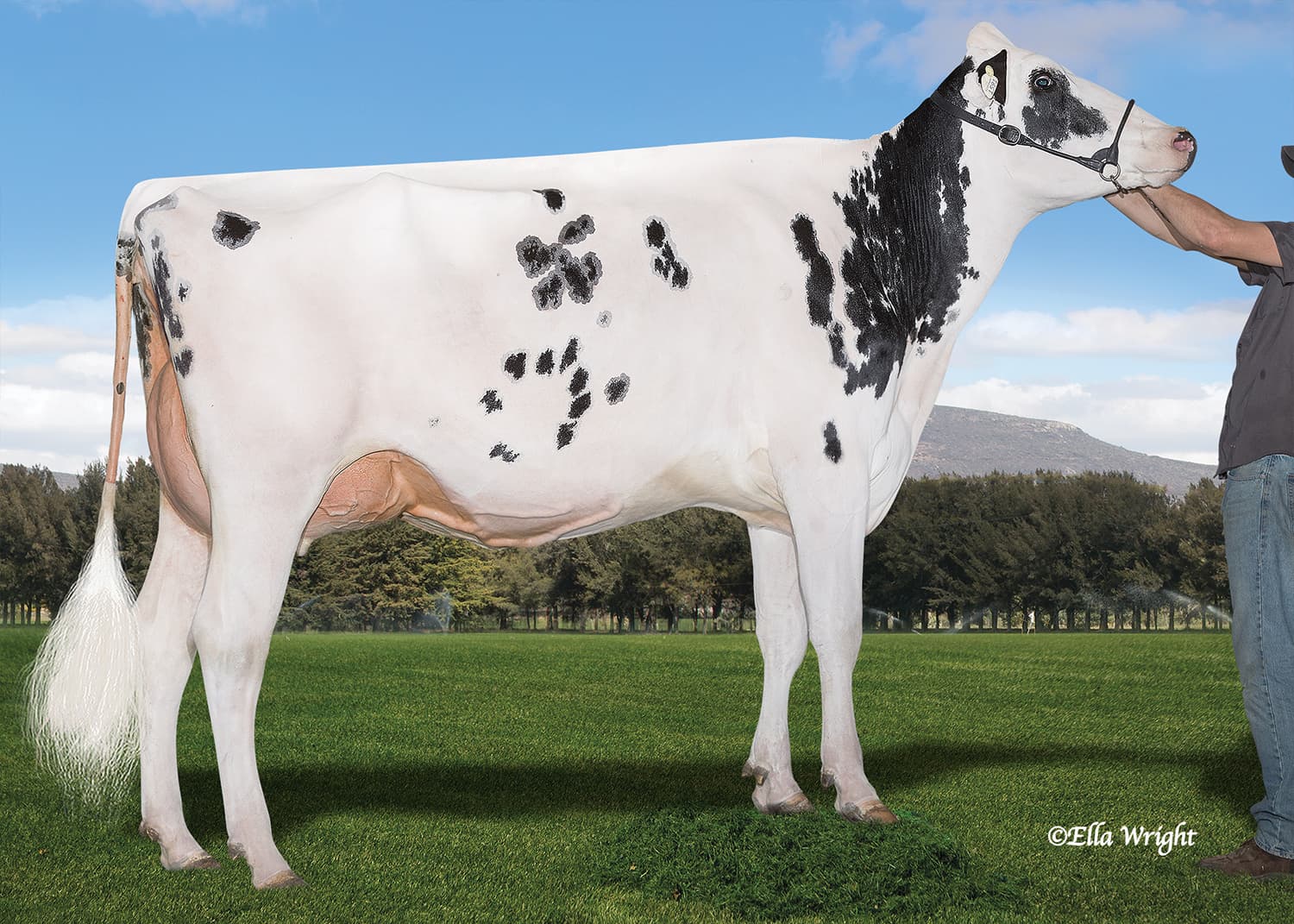 SILVERMAPLE DOORMAN RAE EX92