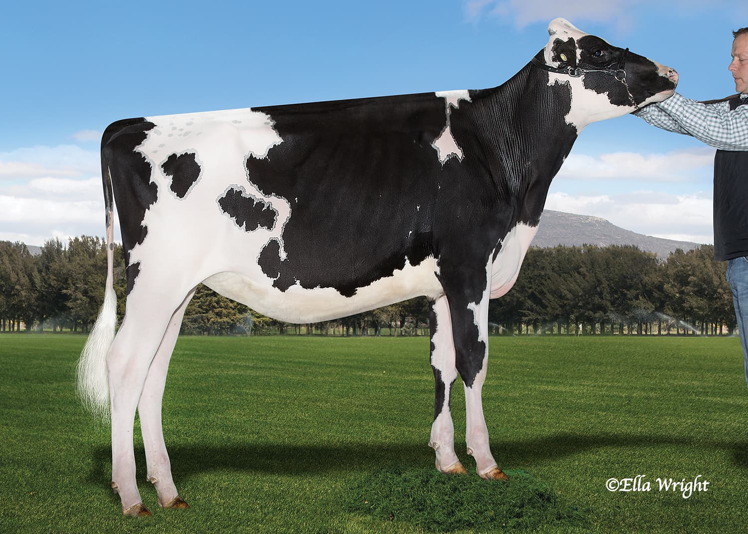 MC WILLIAMS ATTIC DELIGHT