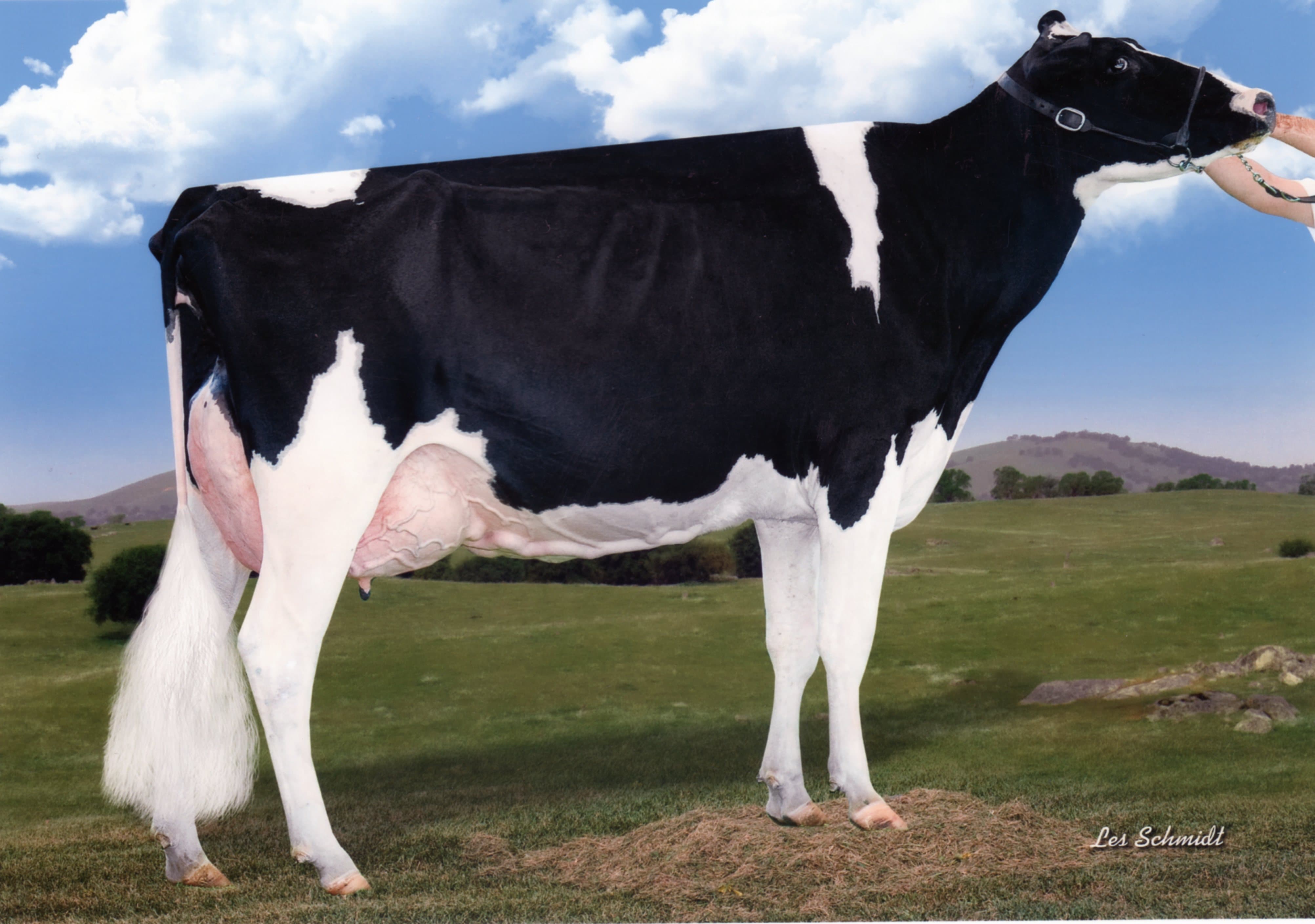 BUDJON JK EMOTIONAL EX92