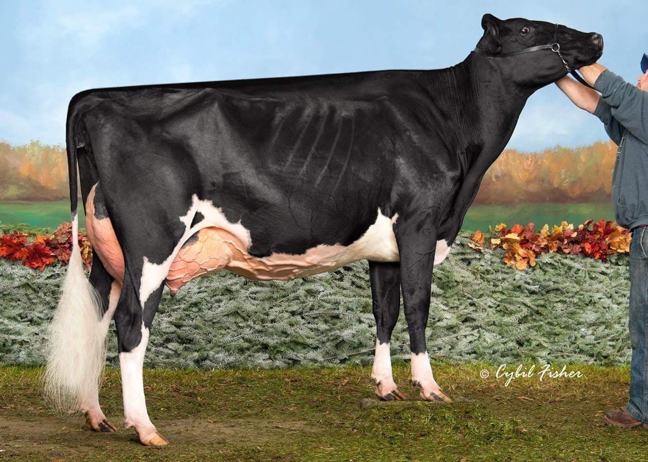 SILVER MAPLE GOLDCHIP RAELYNN EX92