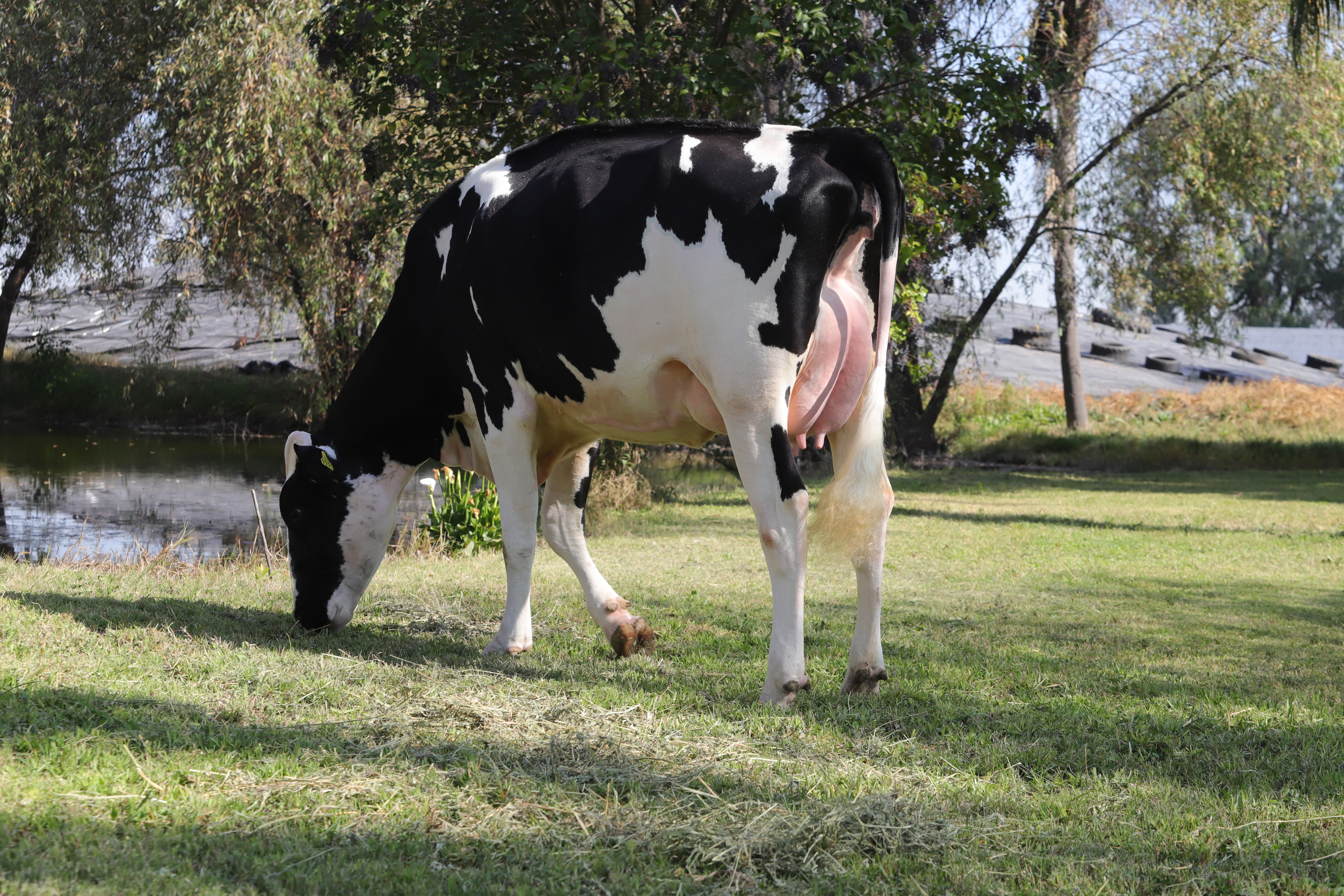 MS DIAMONDS DEVOTION