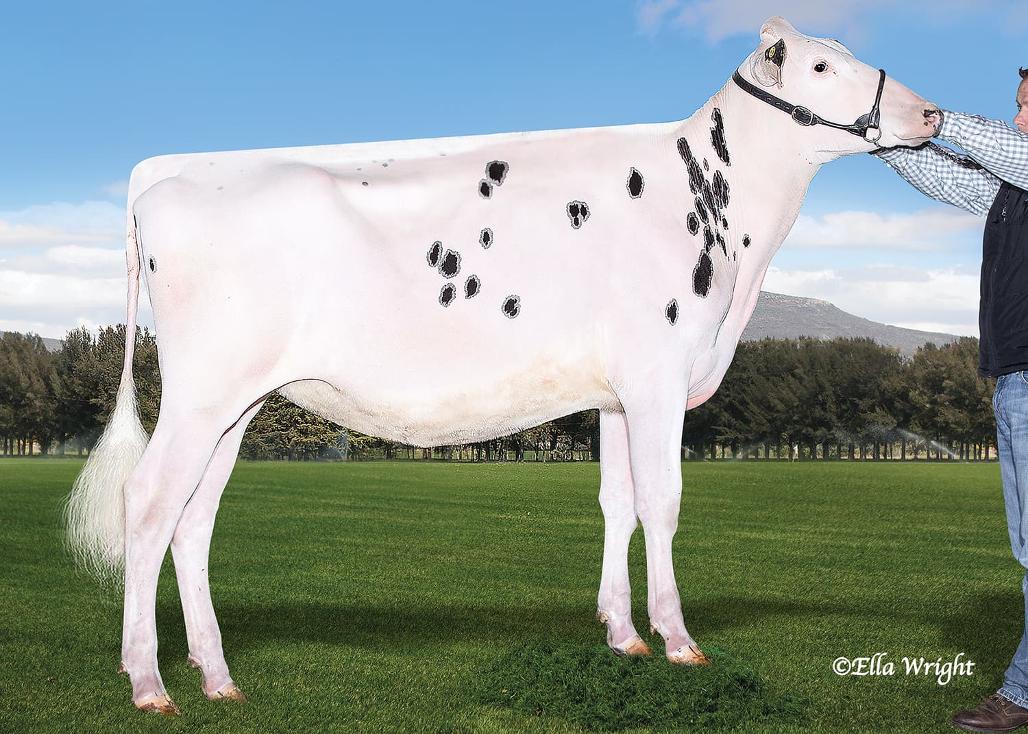 SM LA COTERA DOORMAN HANNIA