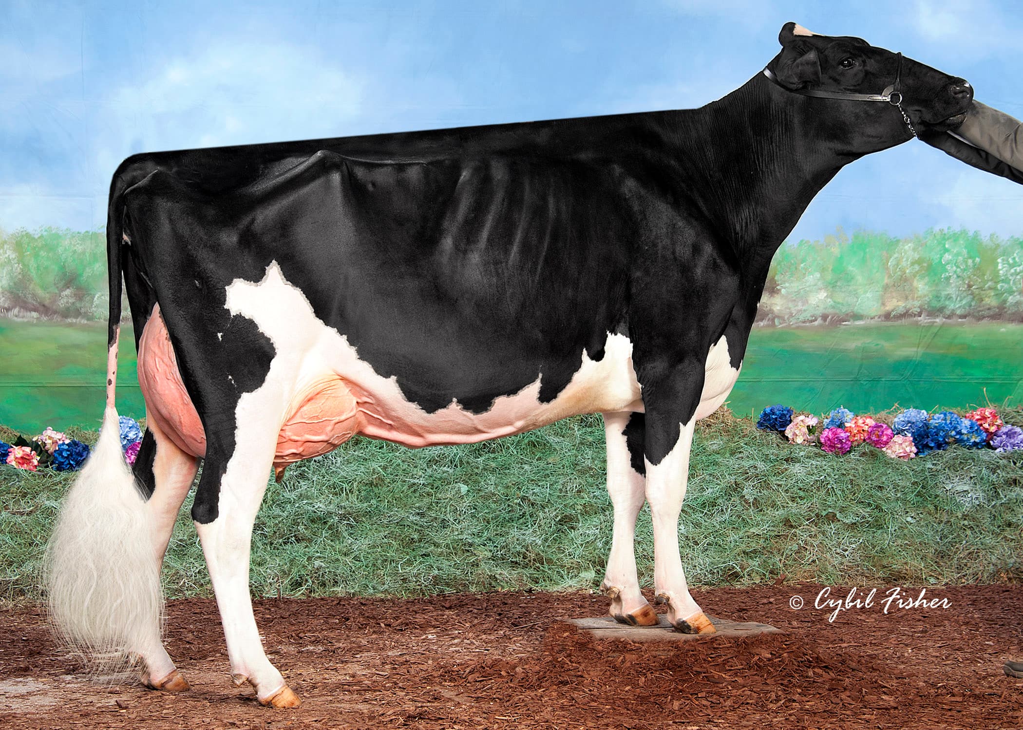 MS GOLD BARBARA BROOKE EX92