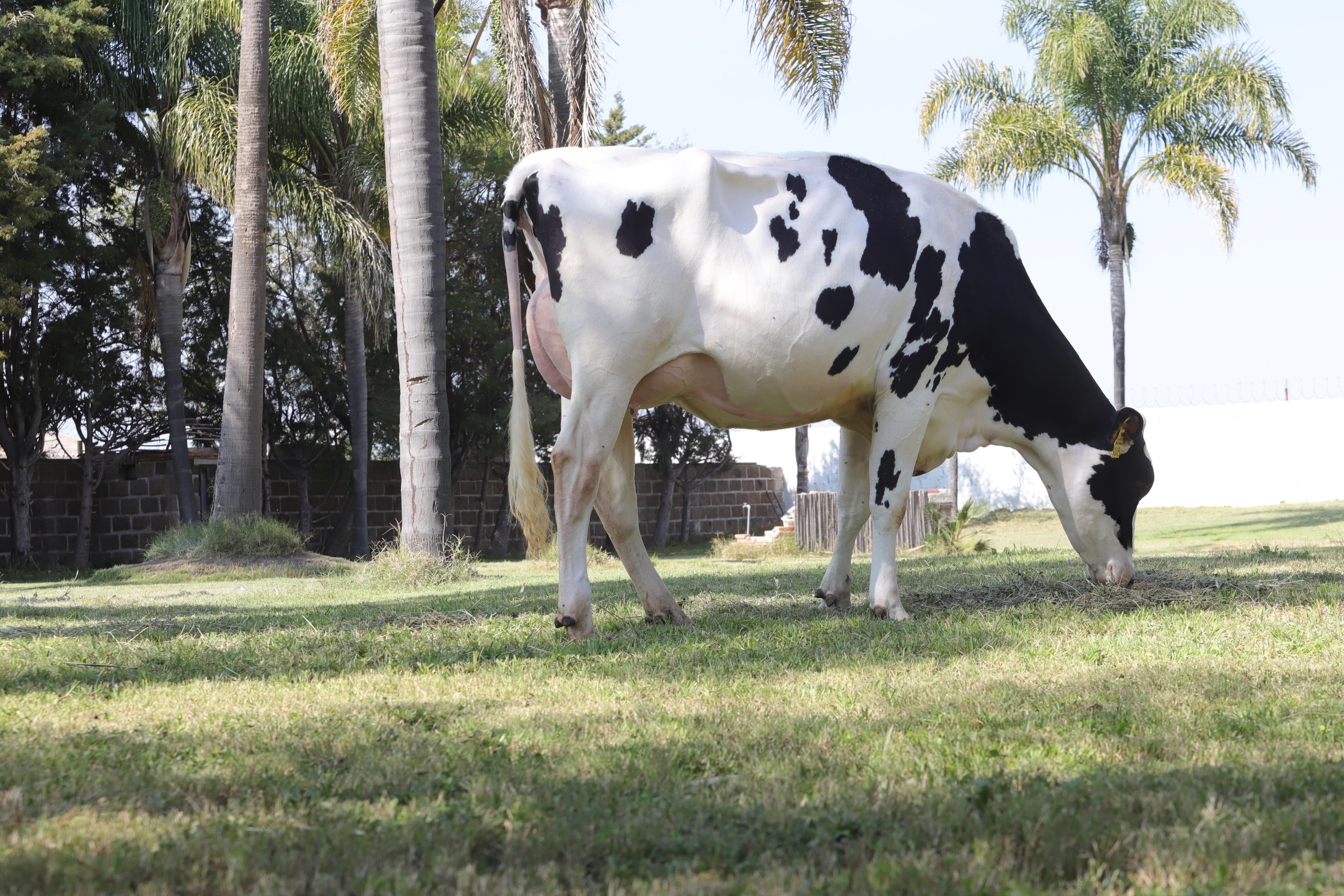 SM LA COTERA HIGH OCTANE RA