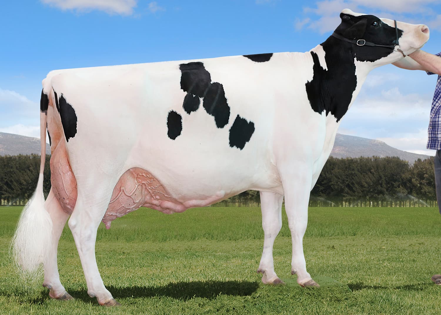 SM LA COTERA ENCORE NATEA EX94