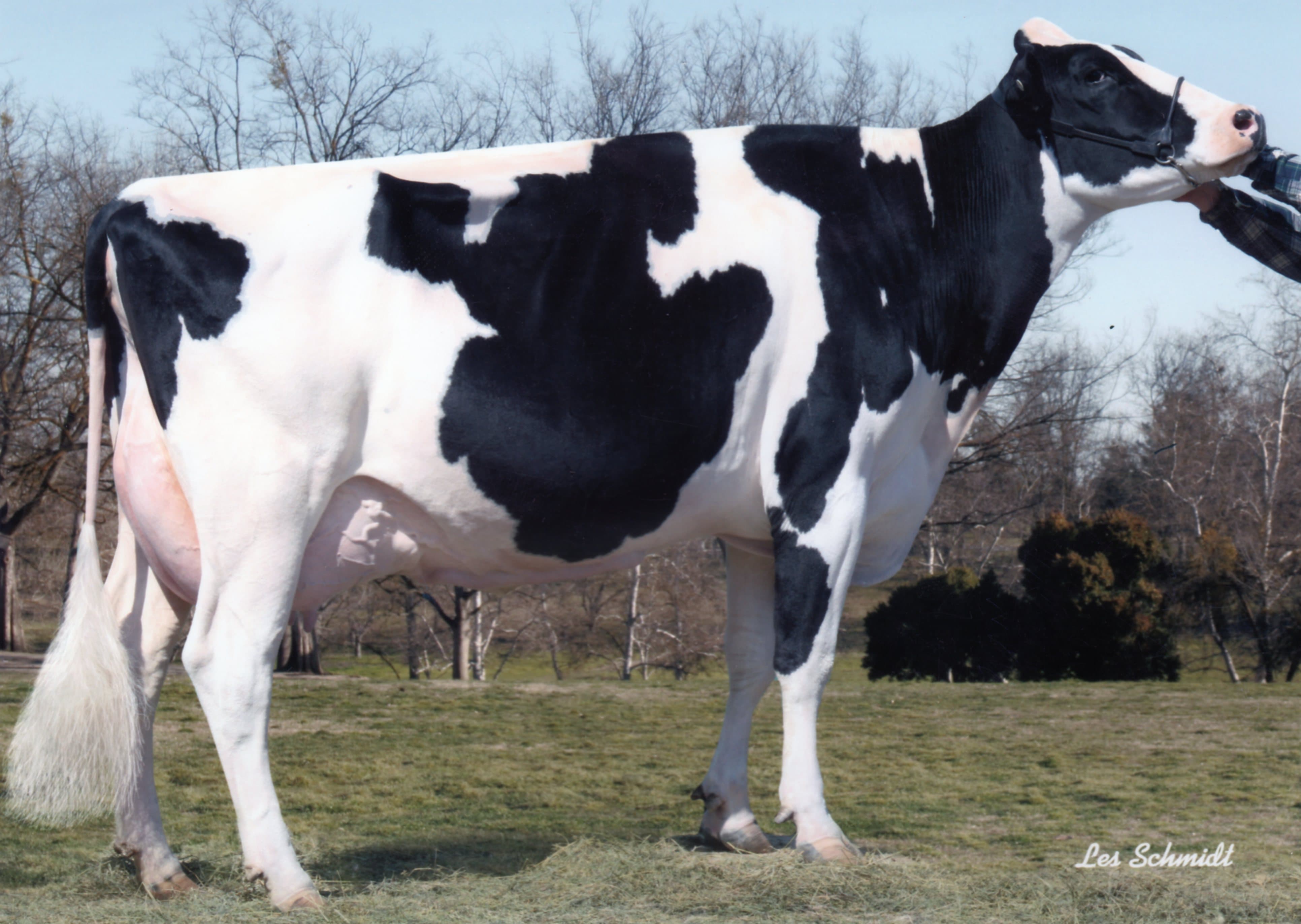 ALEAH JOLT ERICA EX95