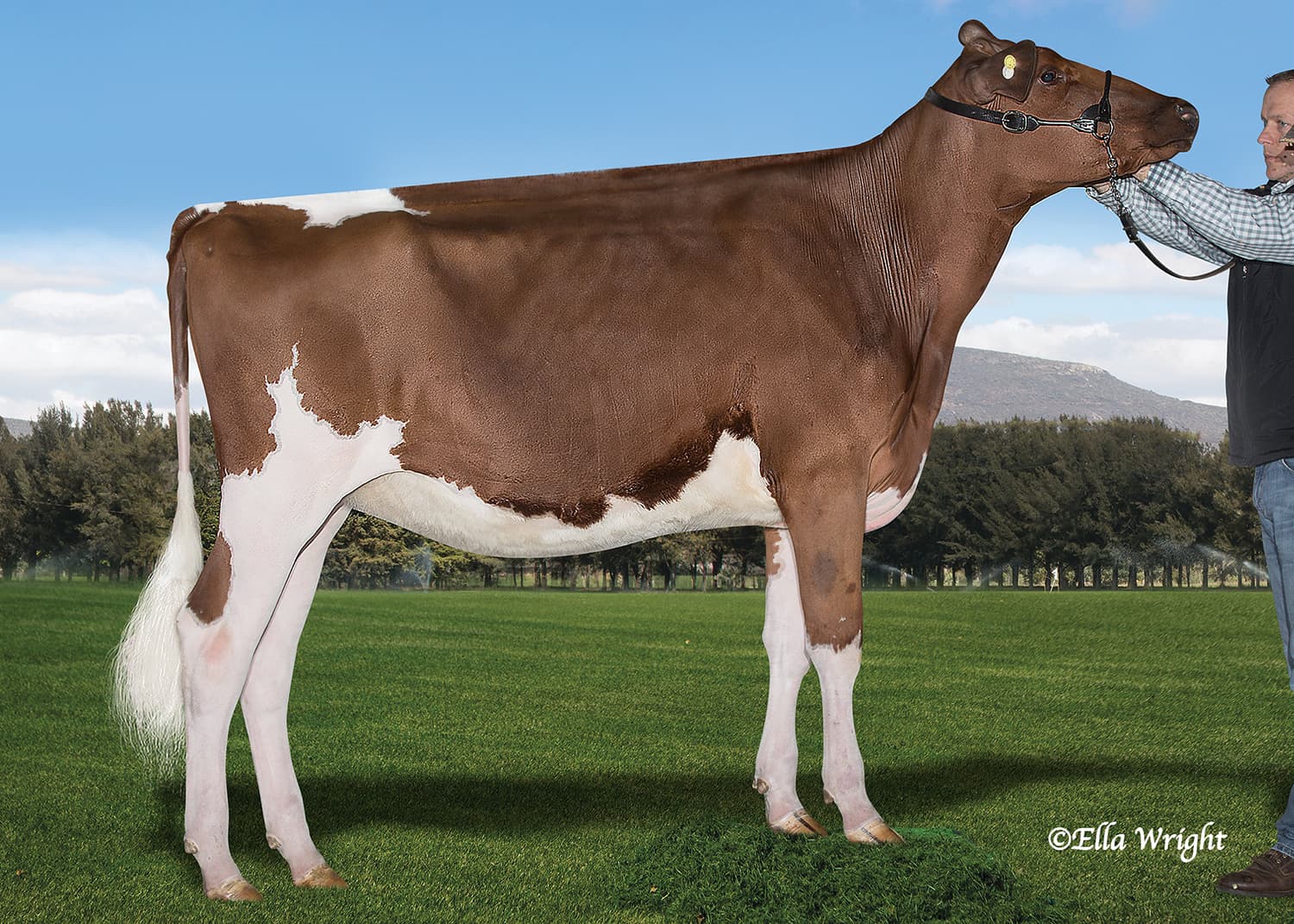 MILEY ADDICTION GO GO