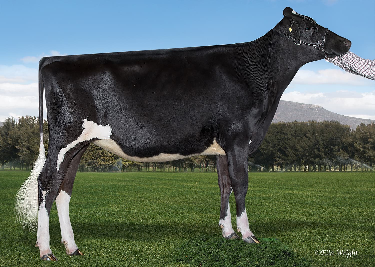 SM LA COTERA ARMANI MARU