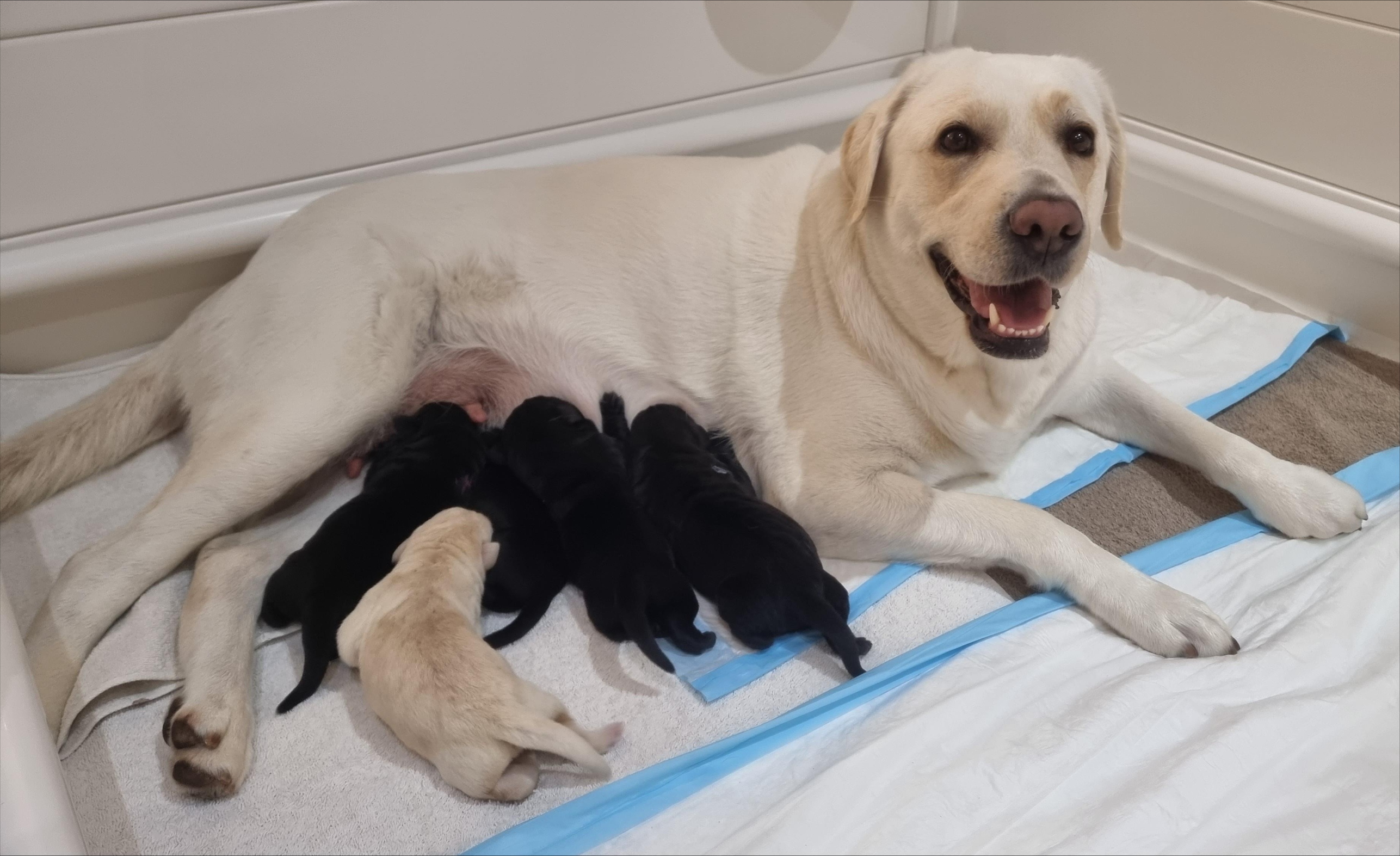 Mum Fifi and the Sydney Airport litter