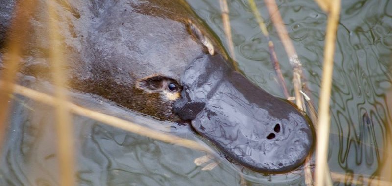 Platypus