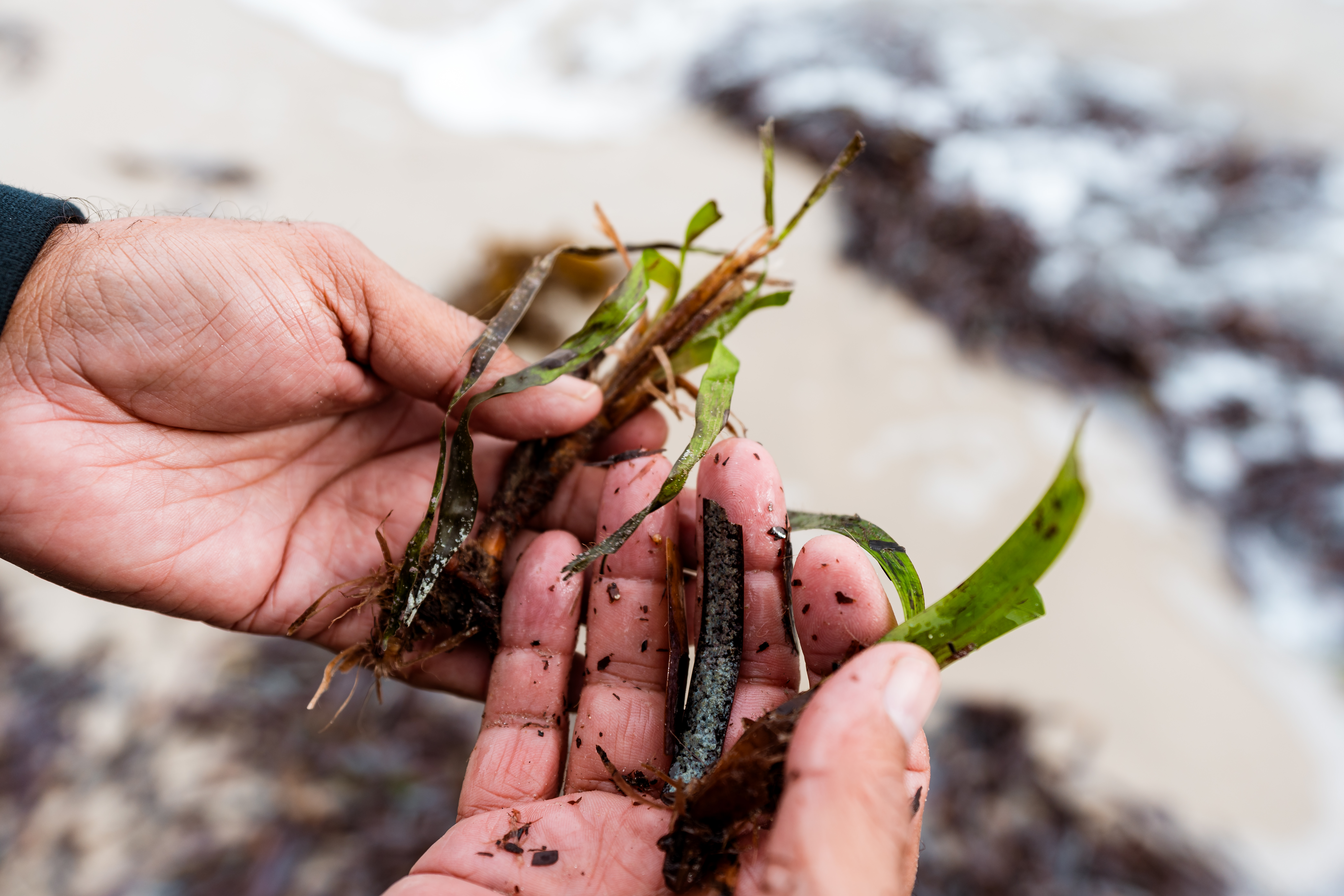 Seagrass-201227