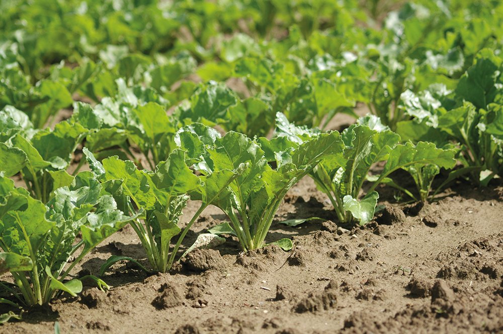 Aveve land-en tuinbouw - bieten - zaden