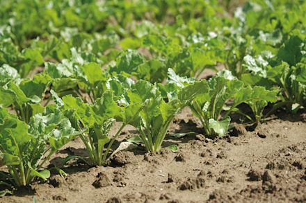 Aveve land-en tuinbouw - bieten - zaden