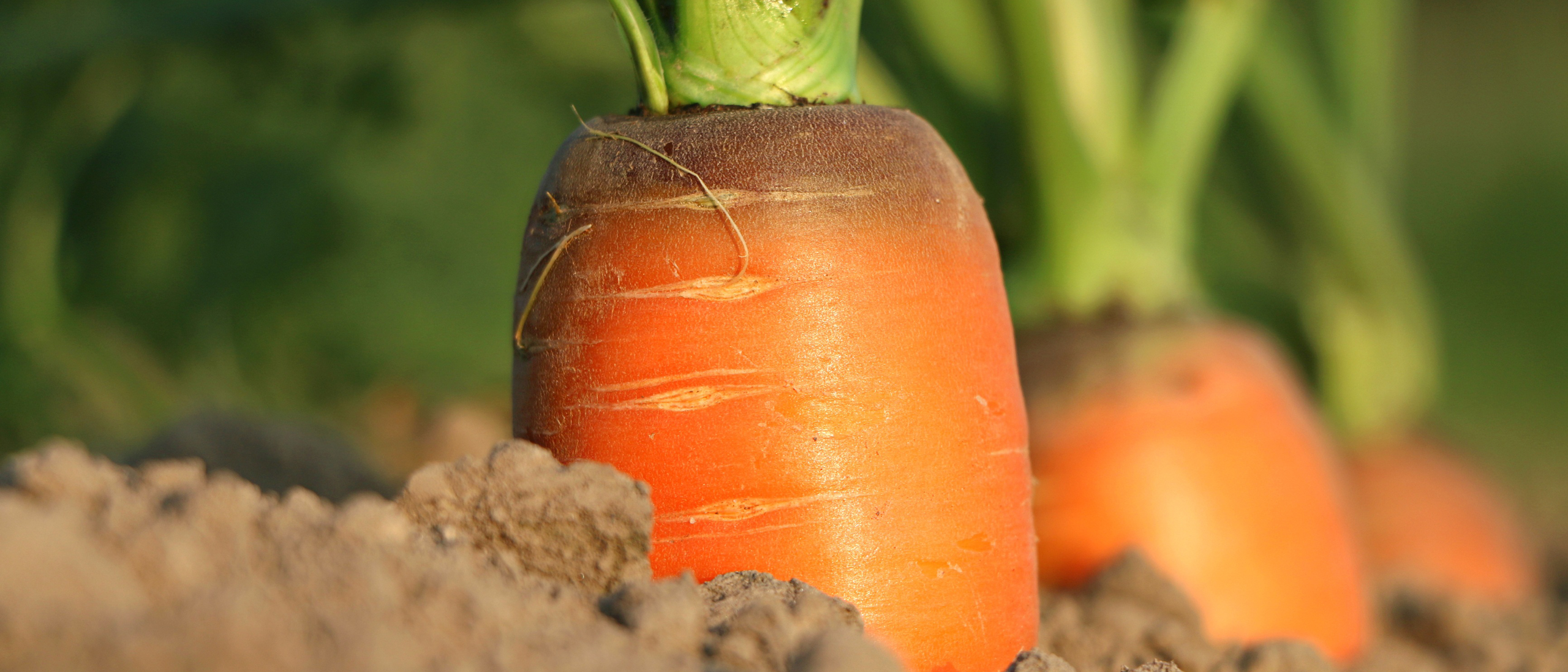 Wortels banner 1920x823