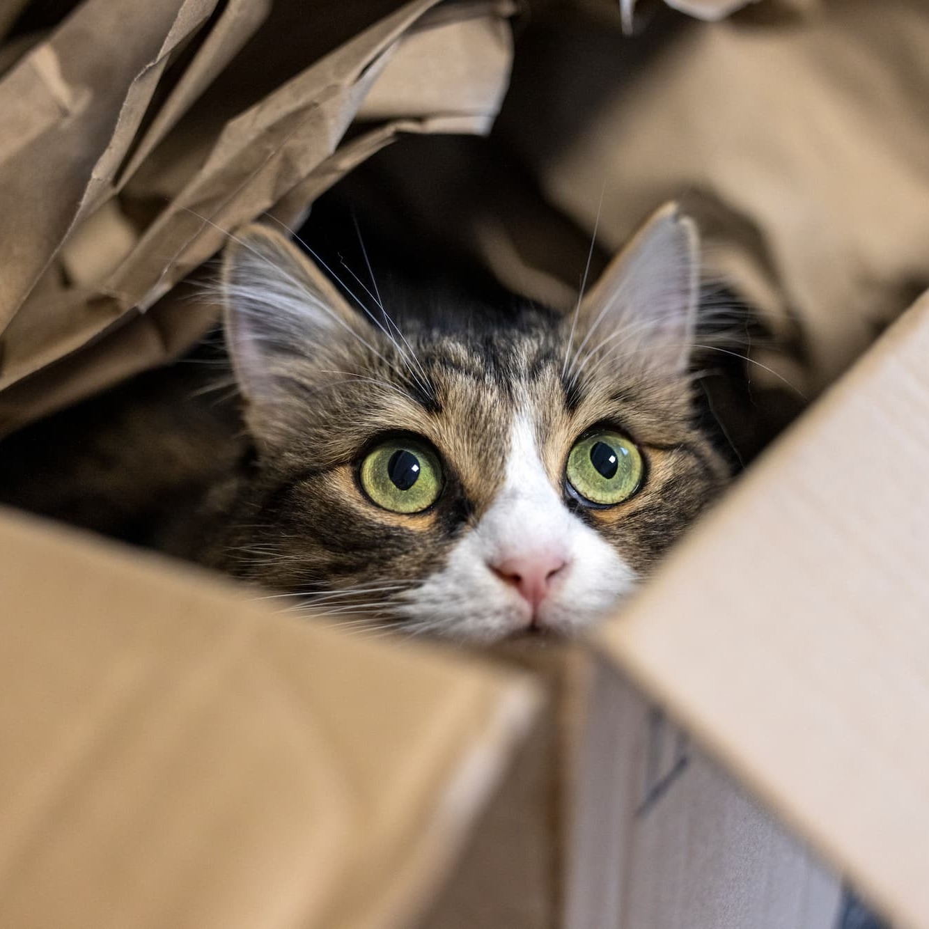 Chat dans un carton de déménagement – Aveve