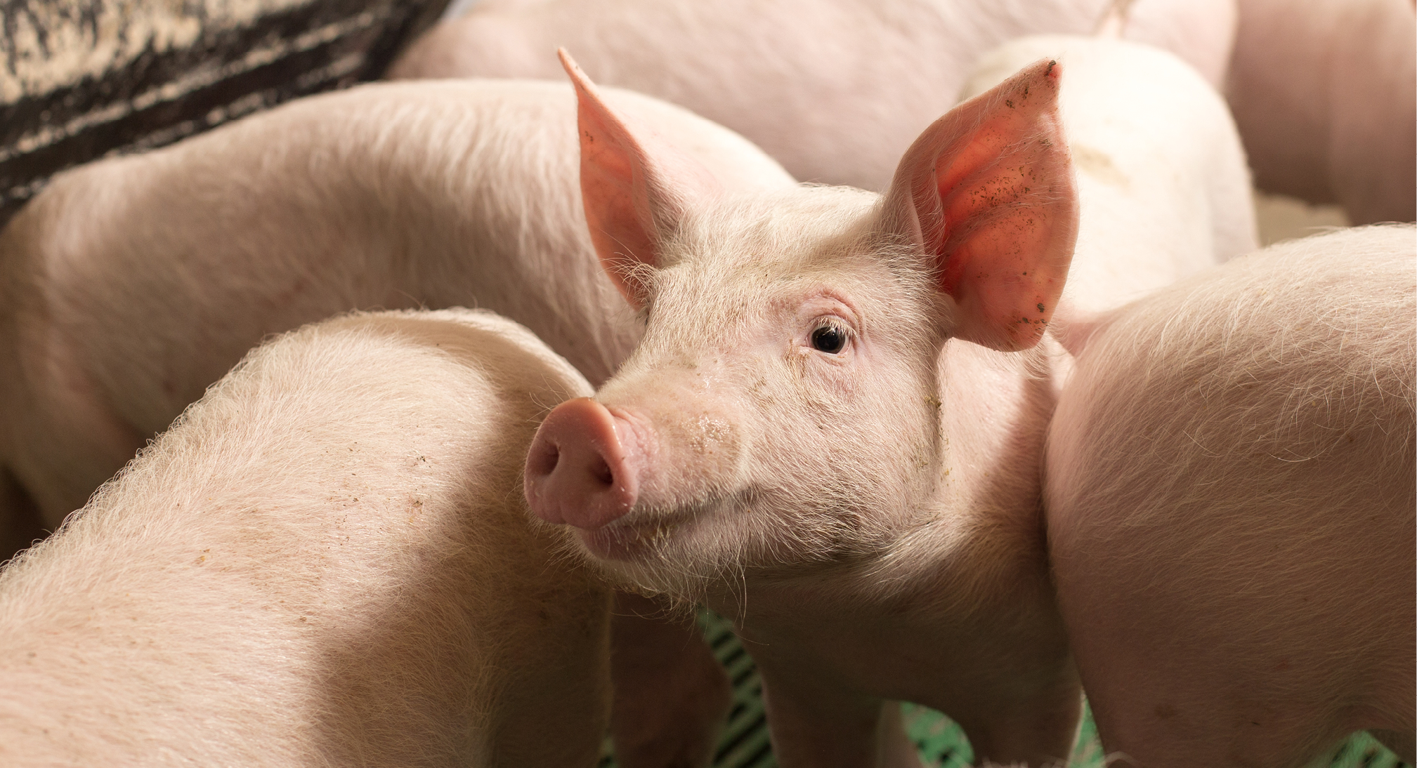 Varken algemeen 968x455px