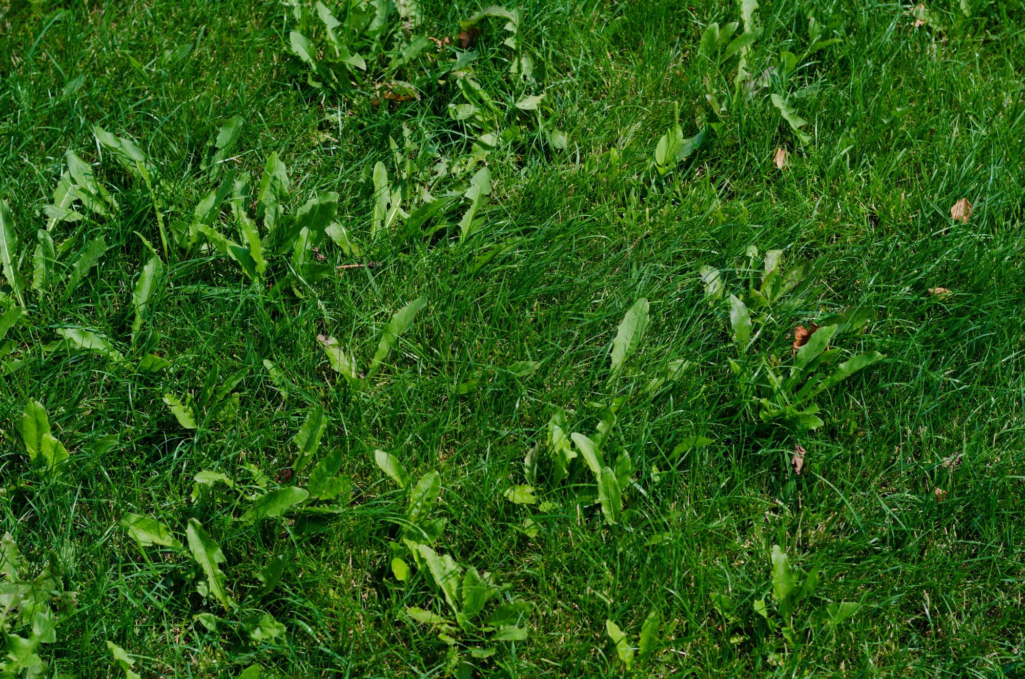 Mauvaises herbes au jardin – Aveve