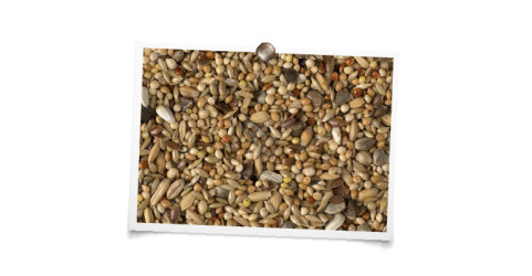 foto mengeling Grote Parkieten kweek