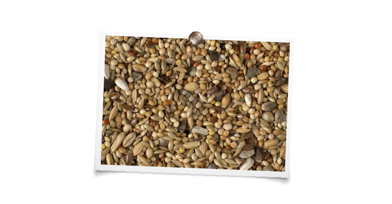 foto mengeling Grote Parkieten kweek