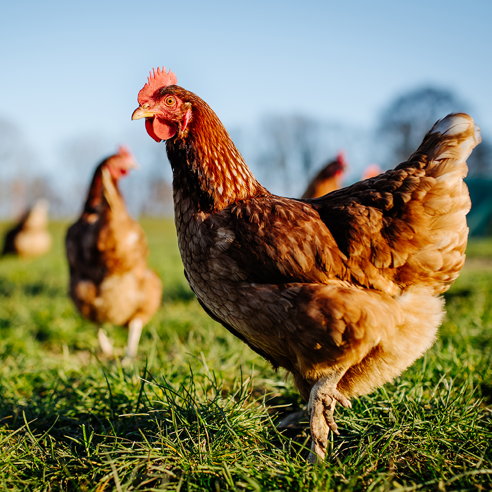 Œufs bons pour la santé : poules bio qui picorent à l’extérieur - Aveve