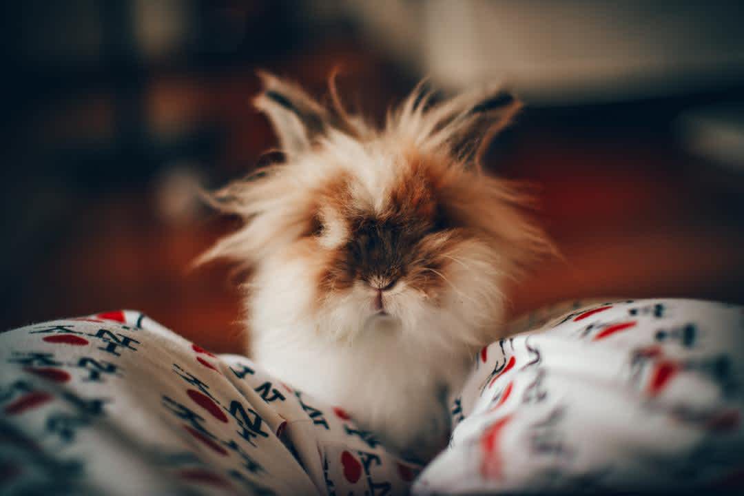 Indoor bunny 3