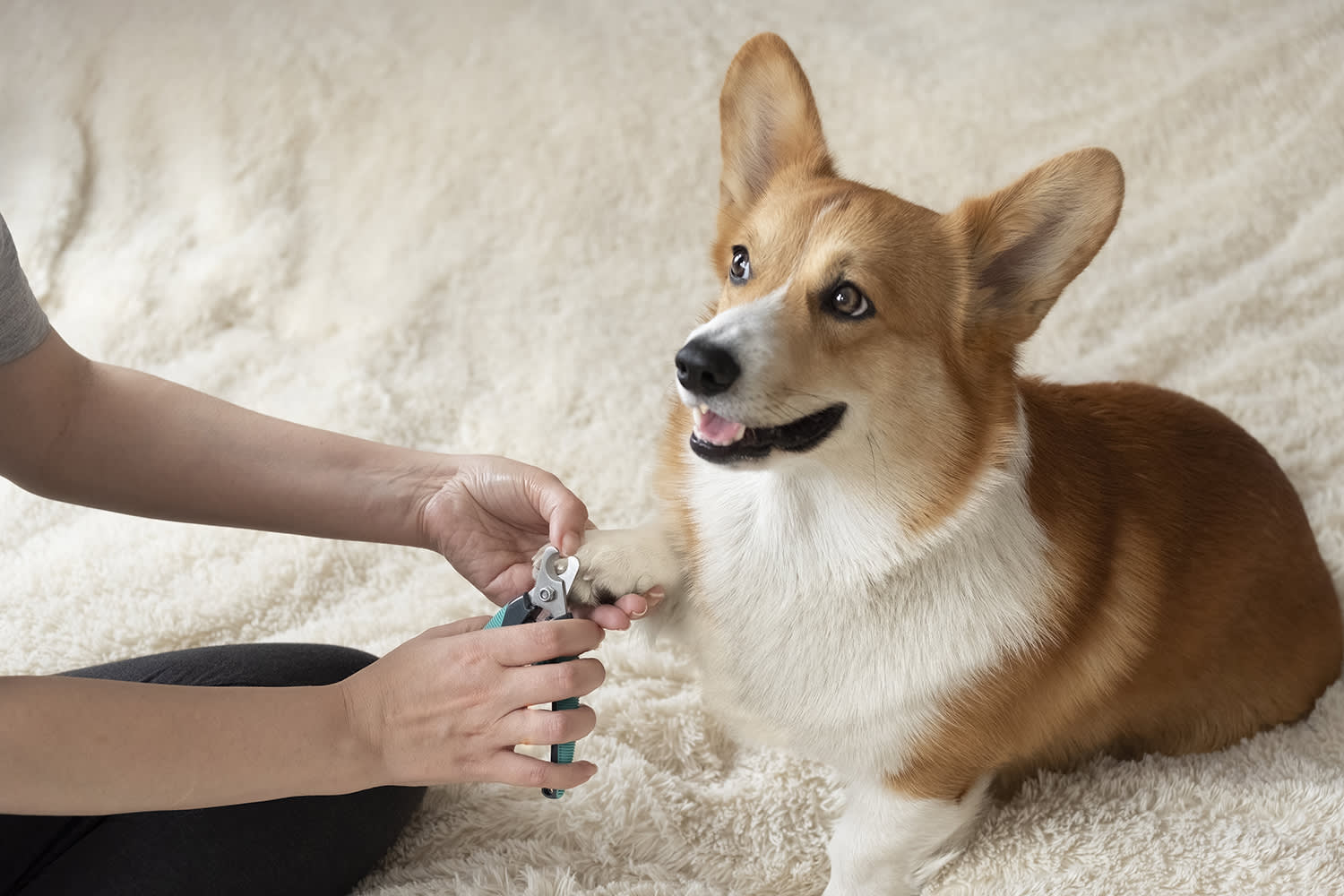 Hond laat nagels knippen door baasje - Aveve
