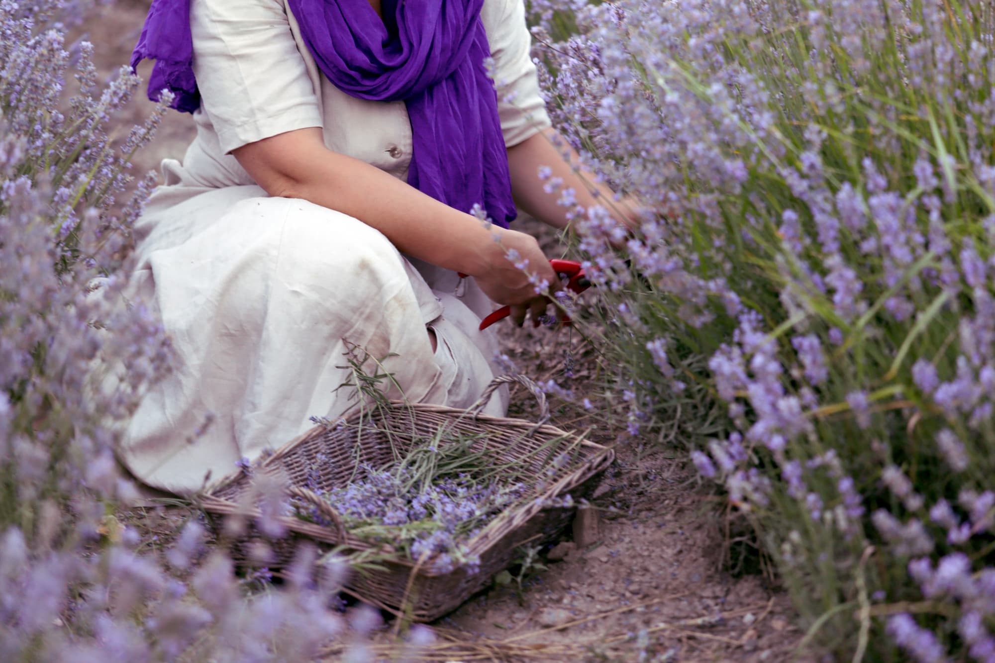 Lavendel in de Provence - Aveve